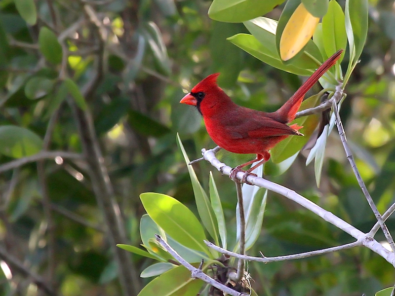 Northern Cardinal