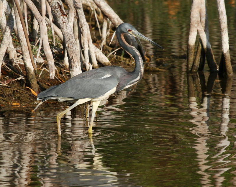 Tri-Colored Heron