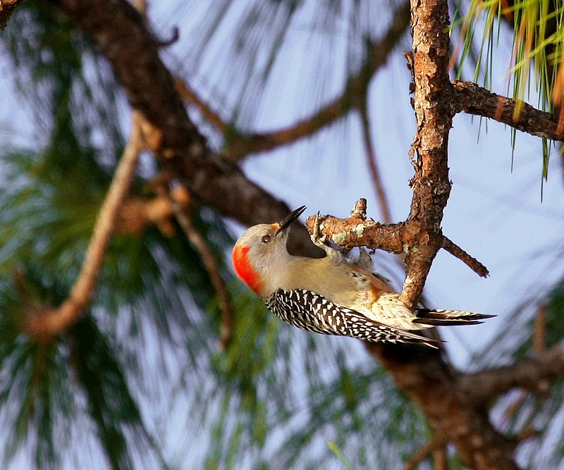 Red Bellied Acrobat