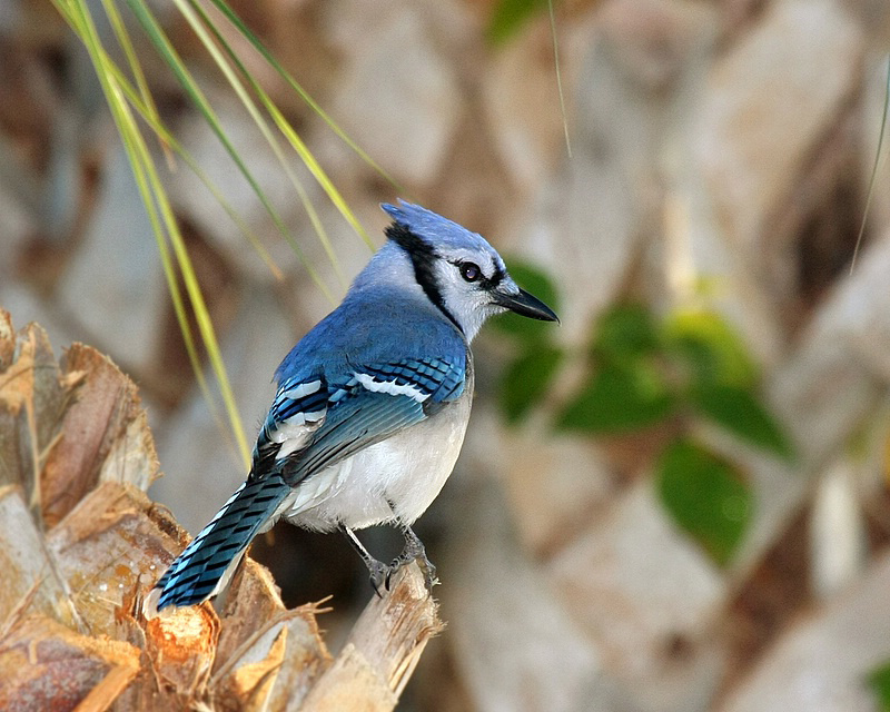 Im Mr. Blue...