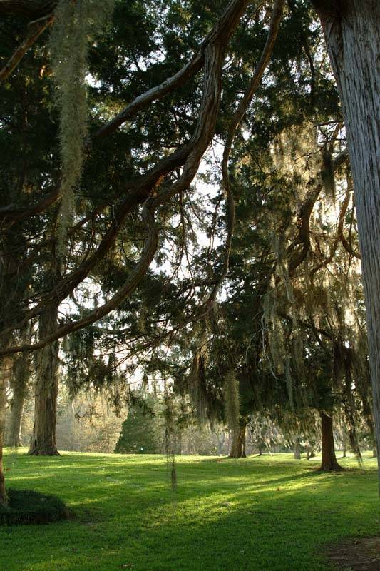 Natchez 3.jpg