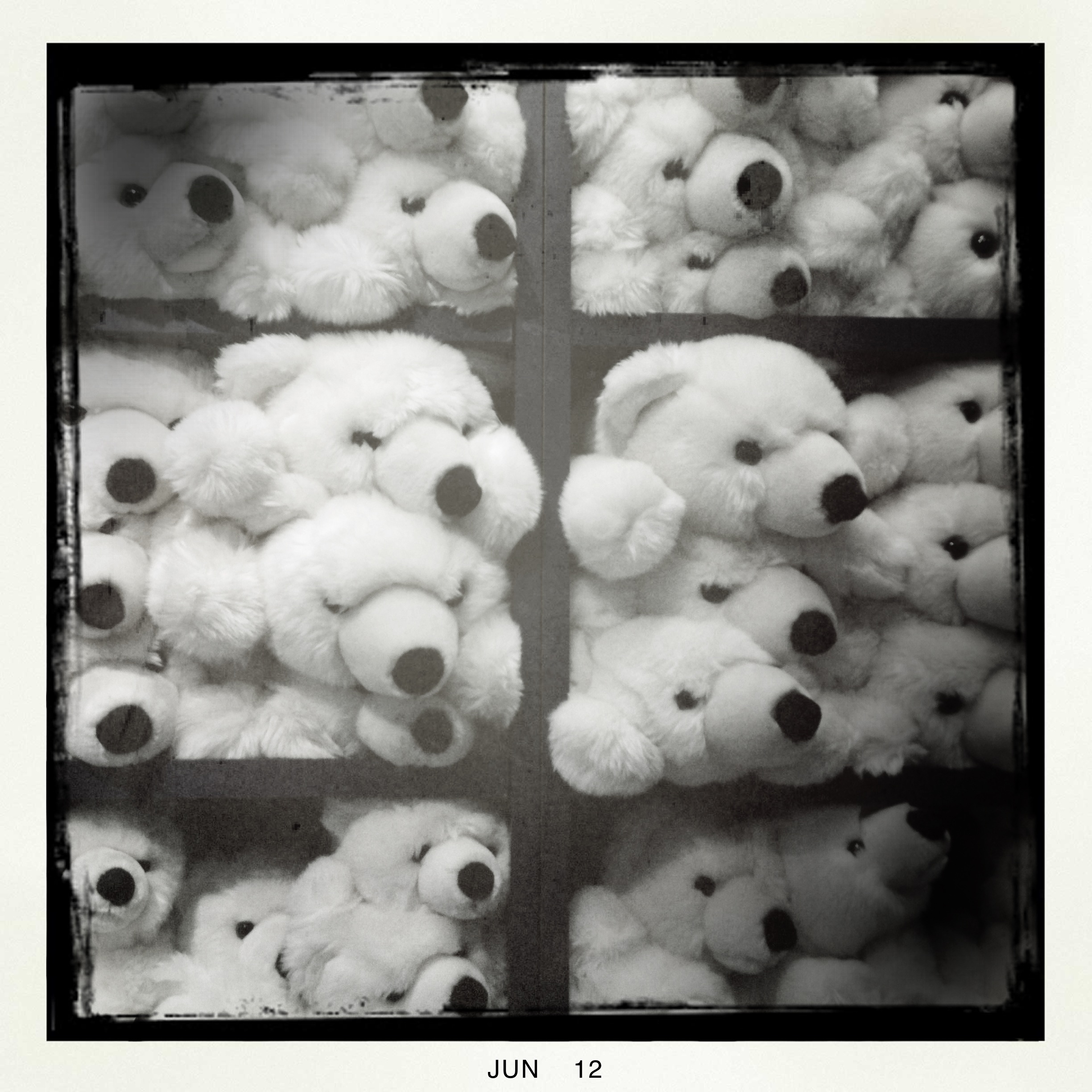 bears for sale