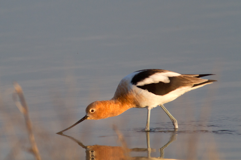 <i>Recurvirostra americana</i><br/>American avocet