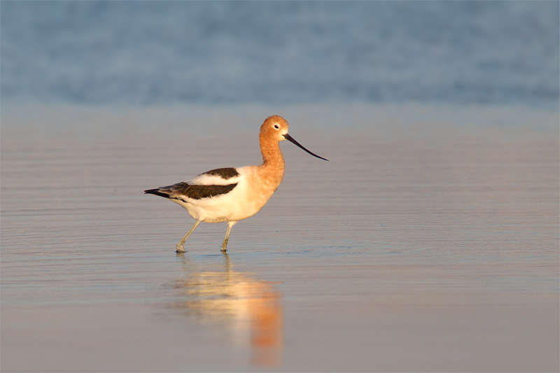 <i>Recurvirostra americana</i><br/>American avocet