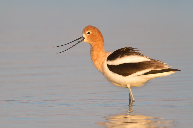<i>Recurvirostra americana</i><br/>American avocet