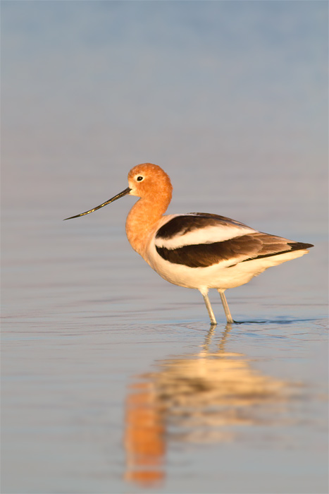 <i>Recurvirostra americana</i><br/>American avocet