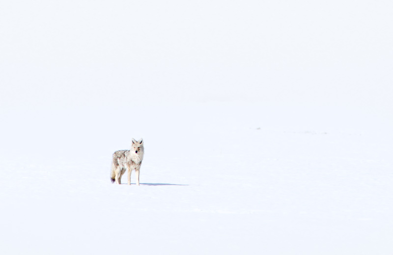 <i>Canis latrans</i><br>Coyote