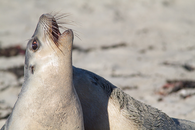 <i>Neophoca cinerea</i></br>Australian sea lion