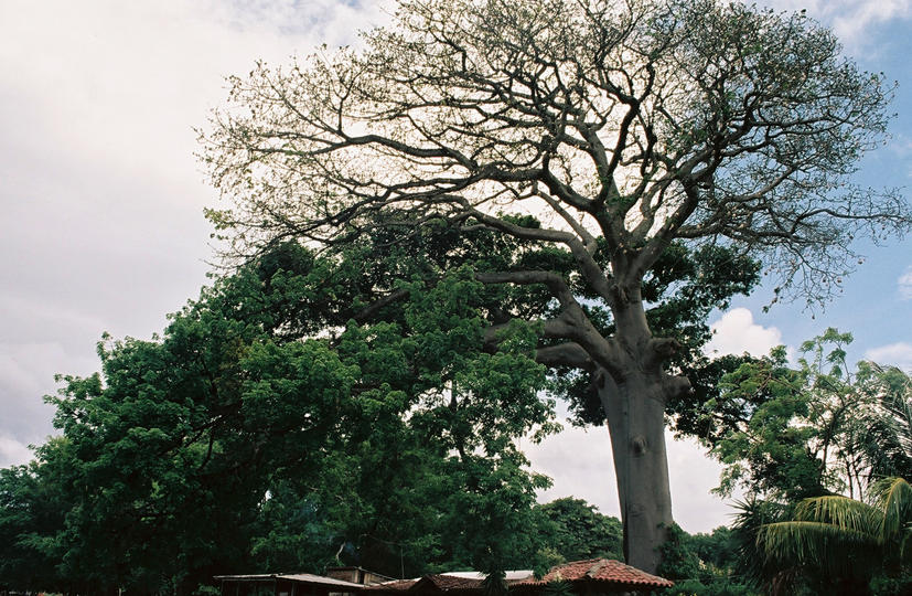 an island with massive trees,...