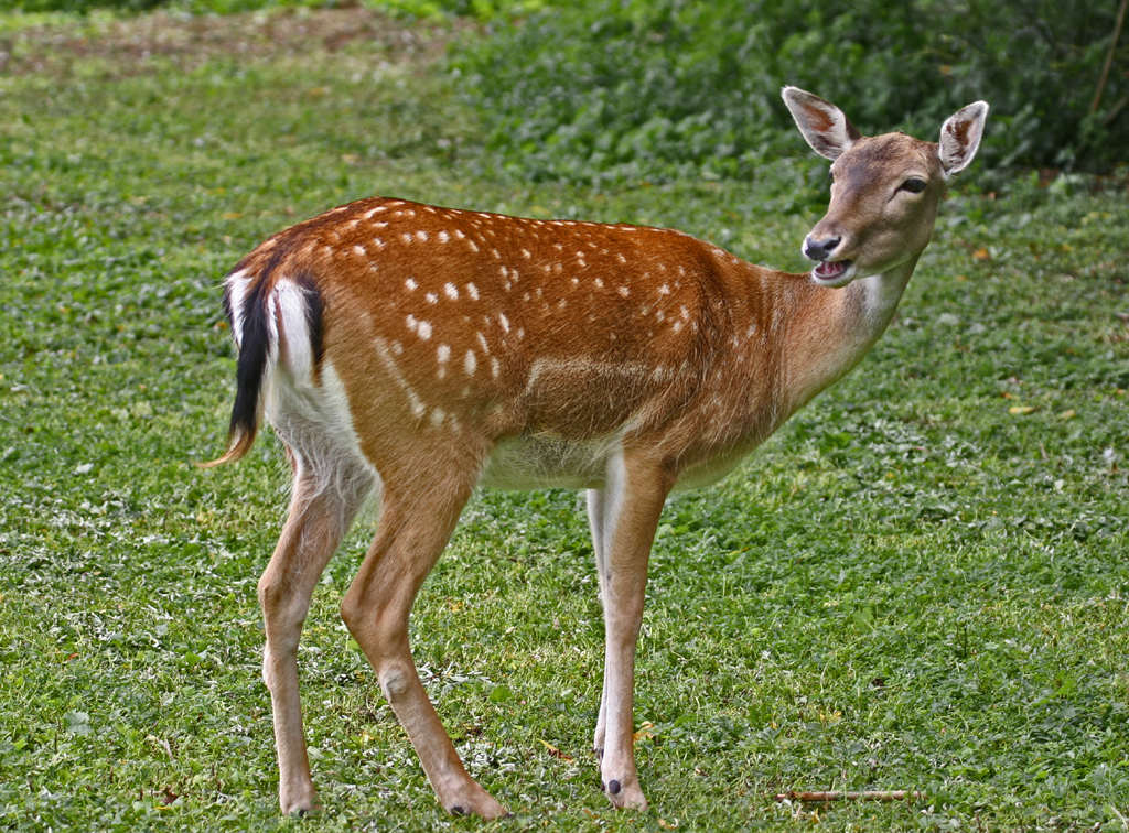 fallow deer 4.jpg