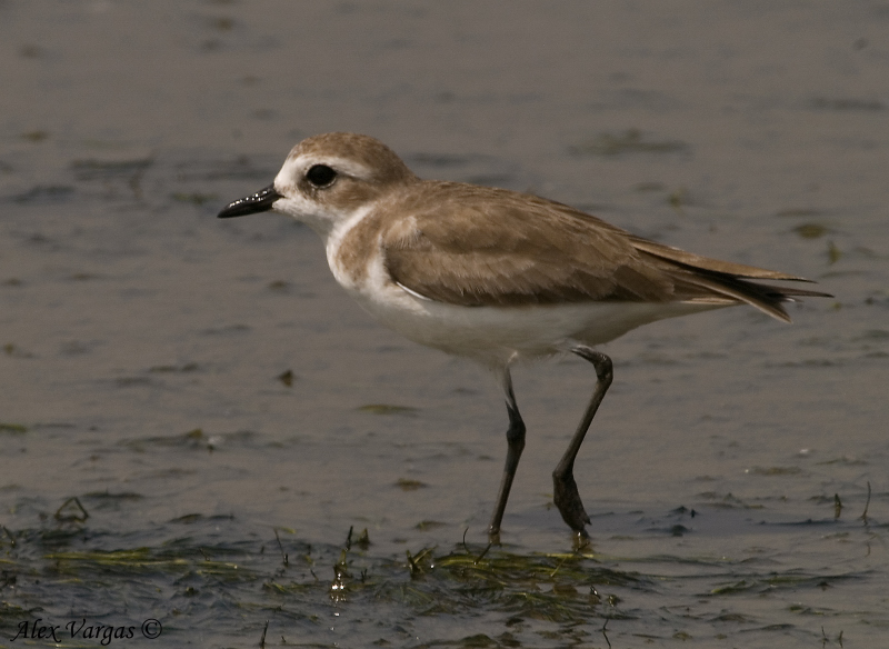Lesser Sand Plover --  non breed - 2008