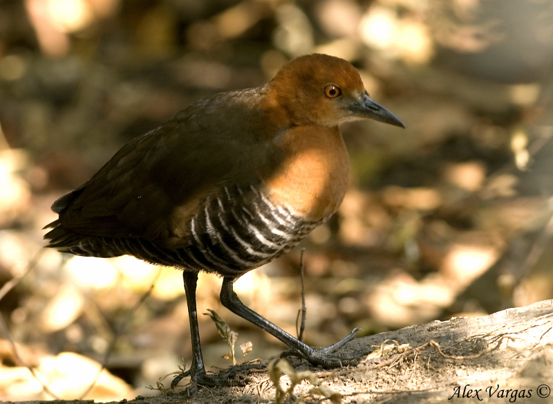 Slaty-legged Crake - sp 220