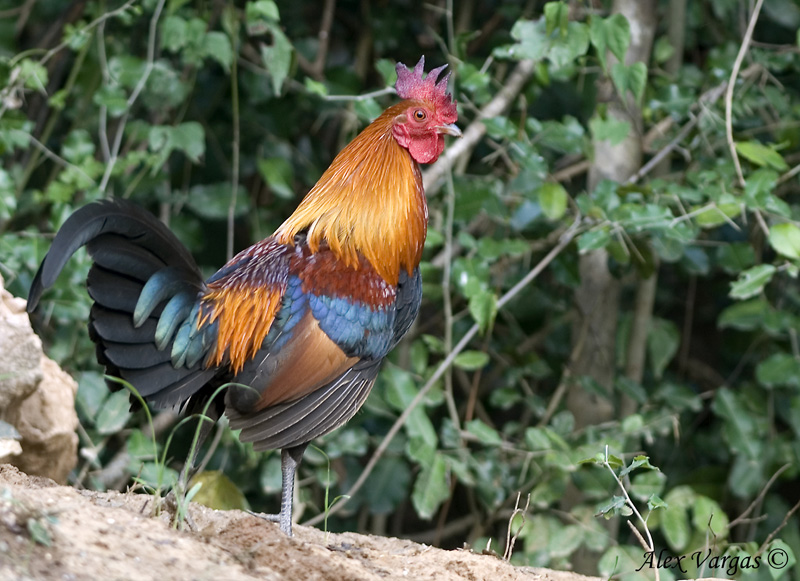 Red Junglefowl - male - 2009