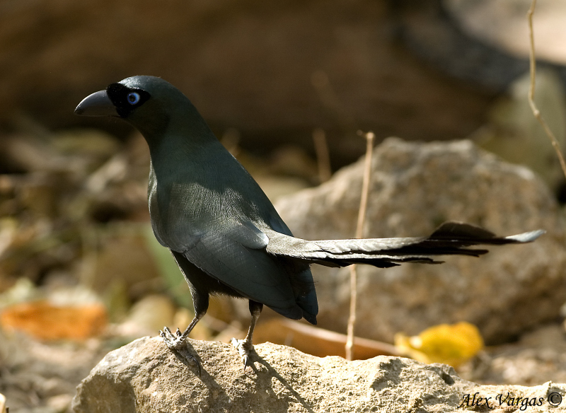Racket-tailed Treepie -- back view - 2009