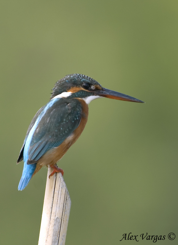 Common Kingfisher -- sp 141