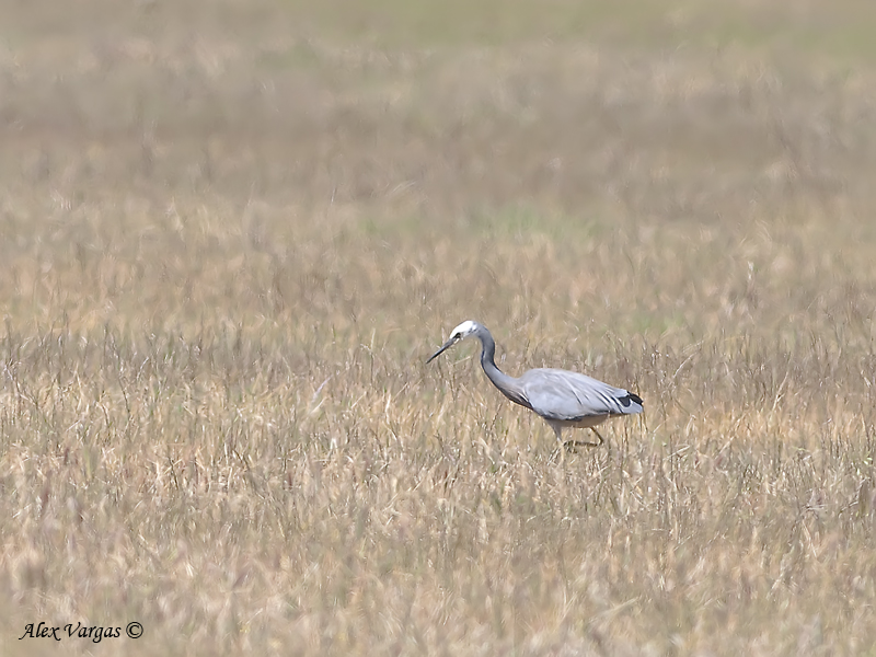 White-faced Heron