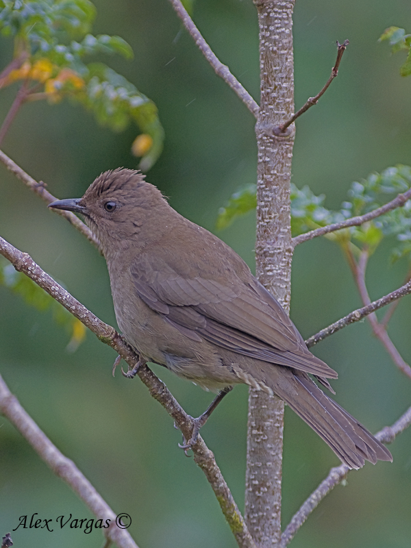 Mountain Robin 2010 - 2