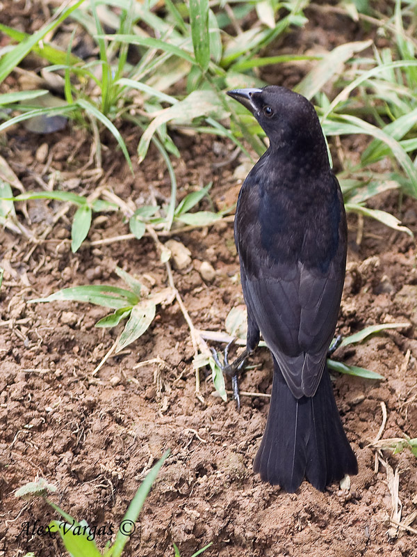 Bronzed Cowbird 2010 - 2