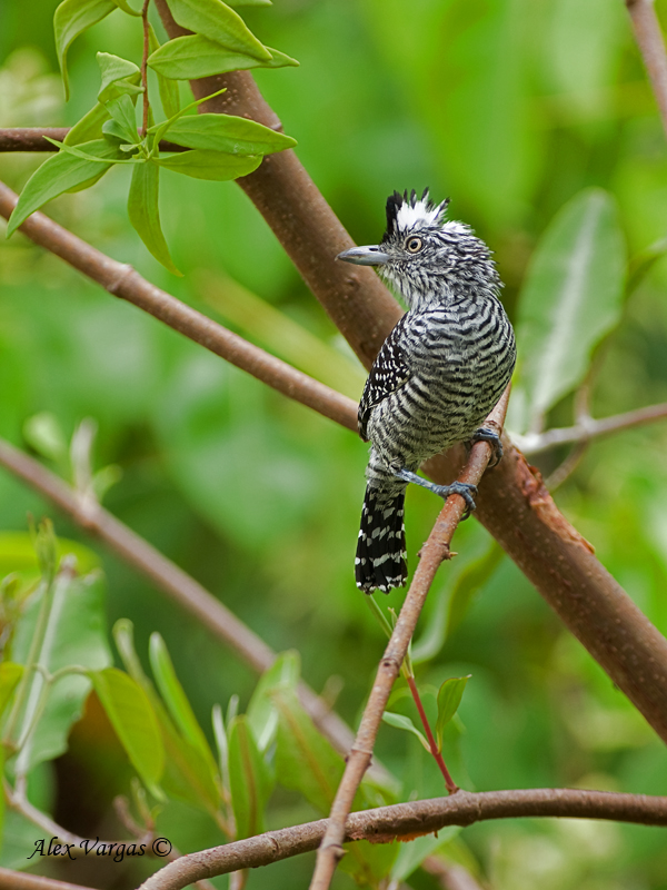 Barred Antshrike 2010 - male 4