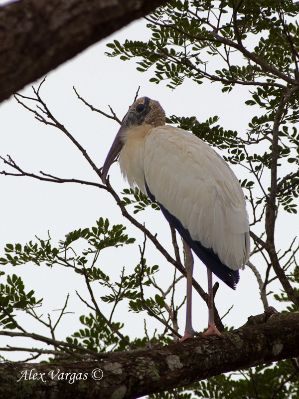 Wood Stork 2010 - back view