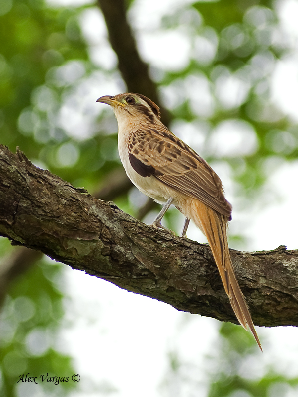 Striped Cuckoo 2010 - crest down
