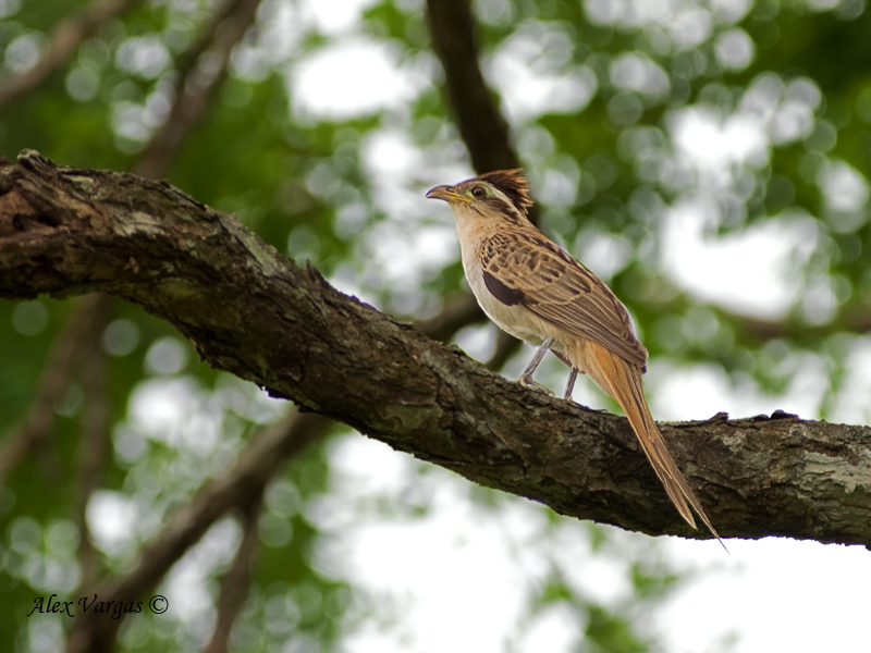 Striped Cuckoo 2010 - crest up