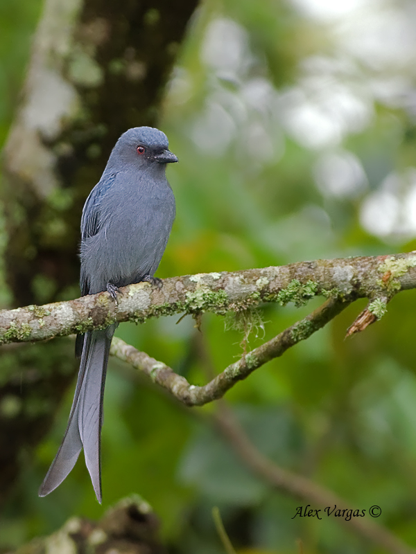 Ashy Drongo - molting from dark to pale