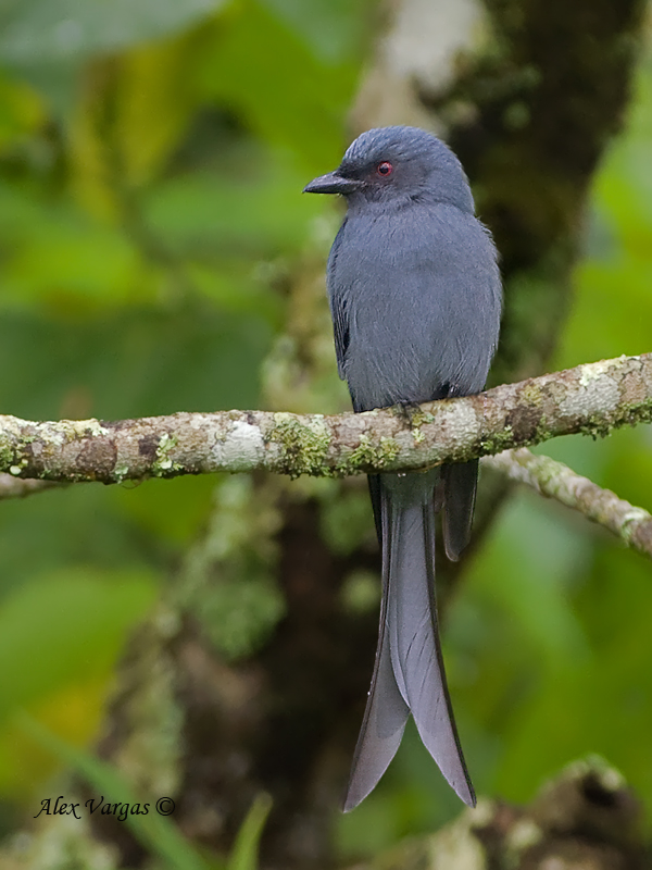 Ashy Drongo - blue phase?