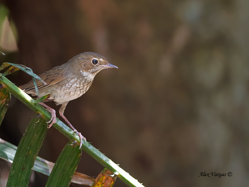 Rufous-tailed Robin - 2