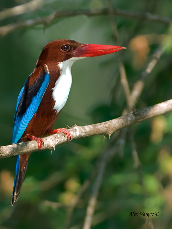 White-throated Kingfisher - 2011