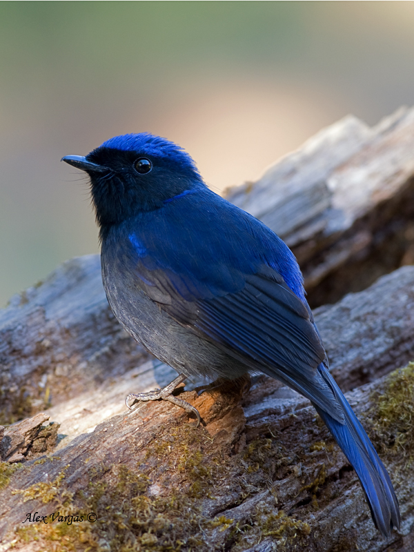 Large Niltava - male