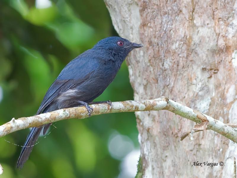 Maroon-breasted Philentoma - female