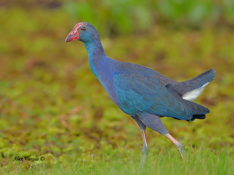 Grey-headed Swamphen - 2011 - non breed