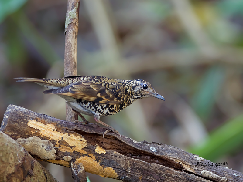 Whites Thrush - 3