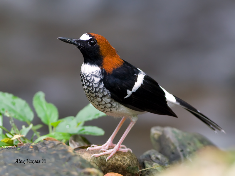 Chestnut-naped Forktail - male - 2011 - 5