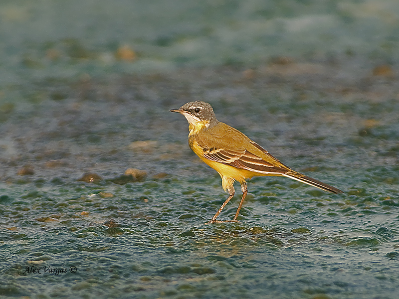 Yellow Wagtail