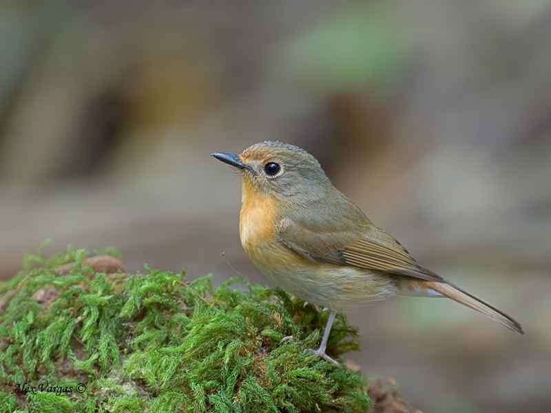 blue flycatcher
