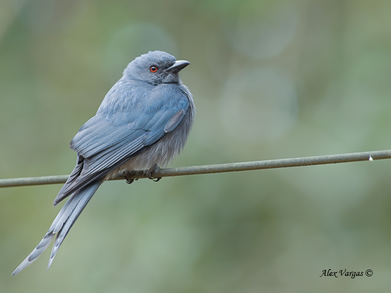 Ashy Bulbul - 2012 - on a wire