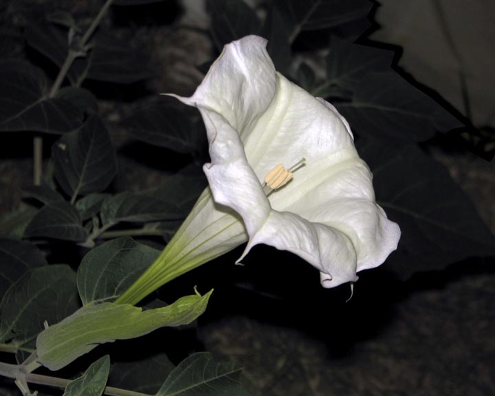 Jimson Weed