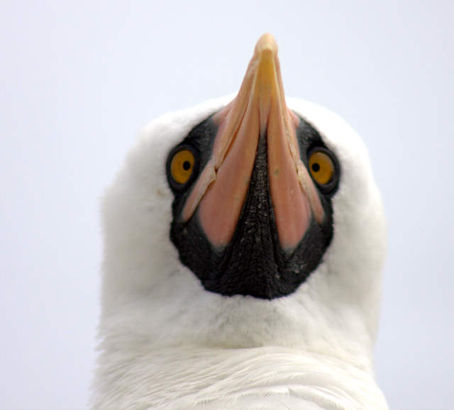 Nazca Booby