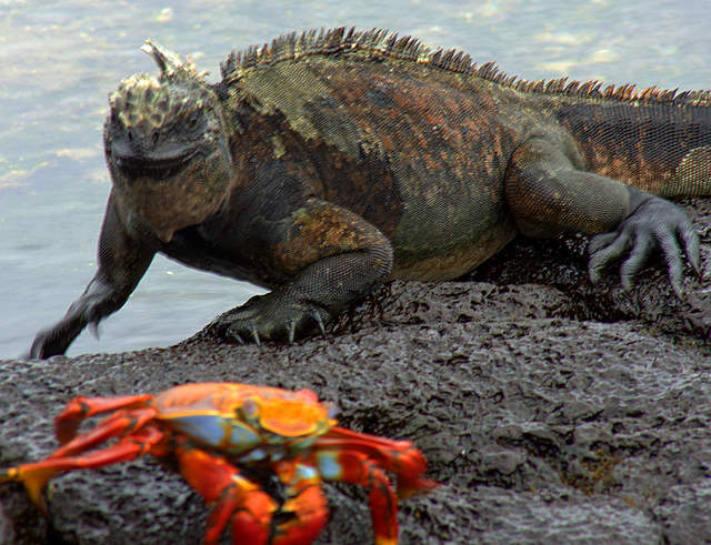 Marine Iguana.jpg