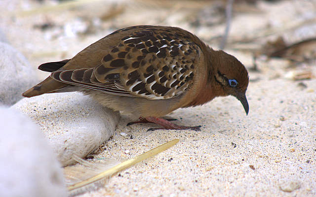 Galapagos dove