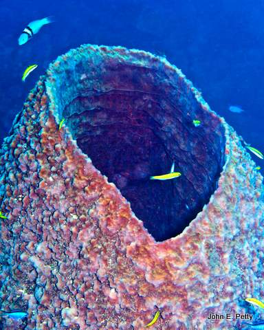 Sponge