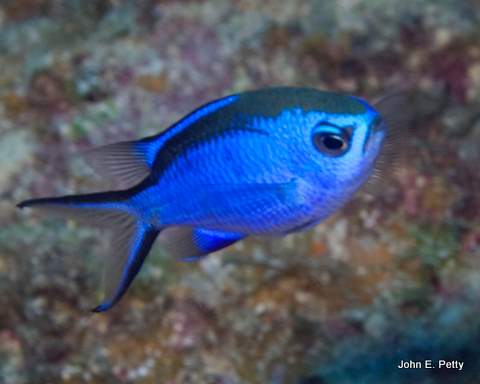 Blue Chromis