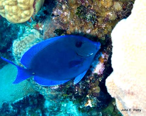 Blue Tang