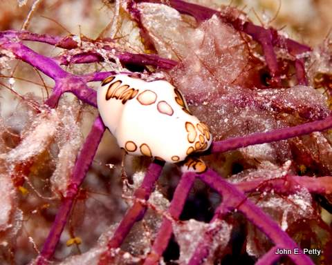 Flamingo Tongue