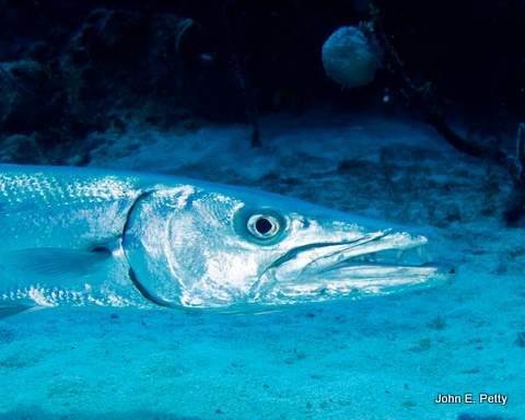 Great Barracuda