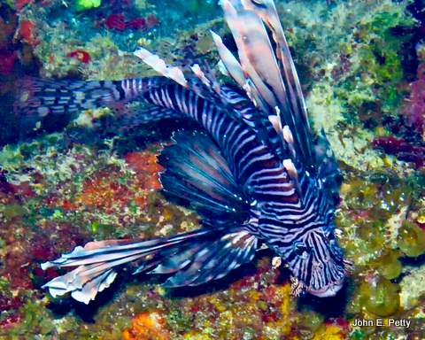 Lionfish