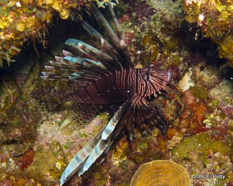 Lionfish
