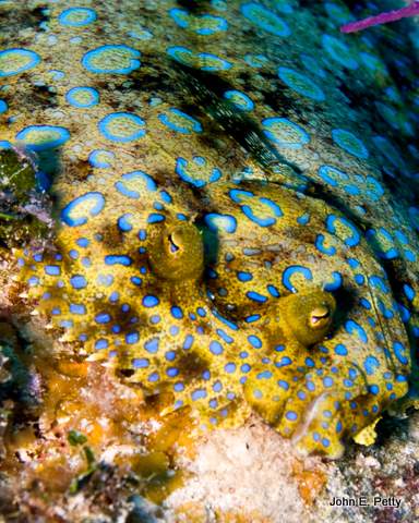 Peacock Flounder Eyes